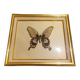 Cadre doré papillon naturalisé