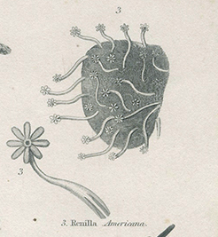 Engraving of marine life: nineteenth century coral