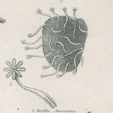 Engraving of marine life: nineteenth century coral