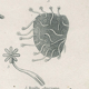 Ancienne de la vie marine : corail XIXe