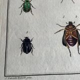 Colorized entomology board: Cetonia