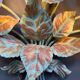 Vintage floral wall lamp by Hans Kögl, 1970s