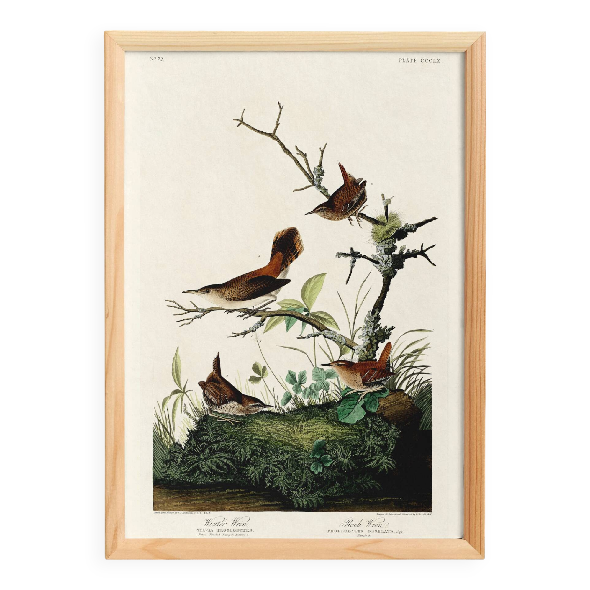 Poster about the wren, based on an old engraving from 1827.