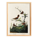 Poster about the wren, based on an old engraving from 1827.