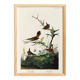 Poster about the wren, based on an old engraving from 1827.