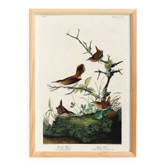 Poster about the wren, based on an old engraving from 1827.