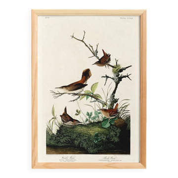 Poster about the wren, based on an old engraving from 1827.