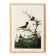 Poster about the wren, based on an old engraving from 1827.