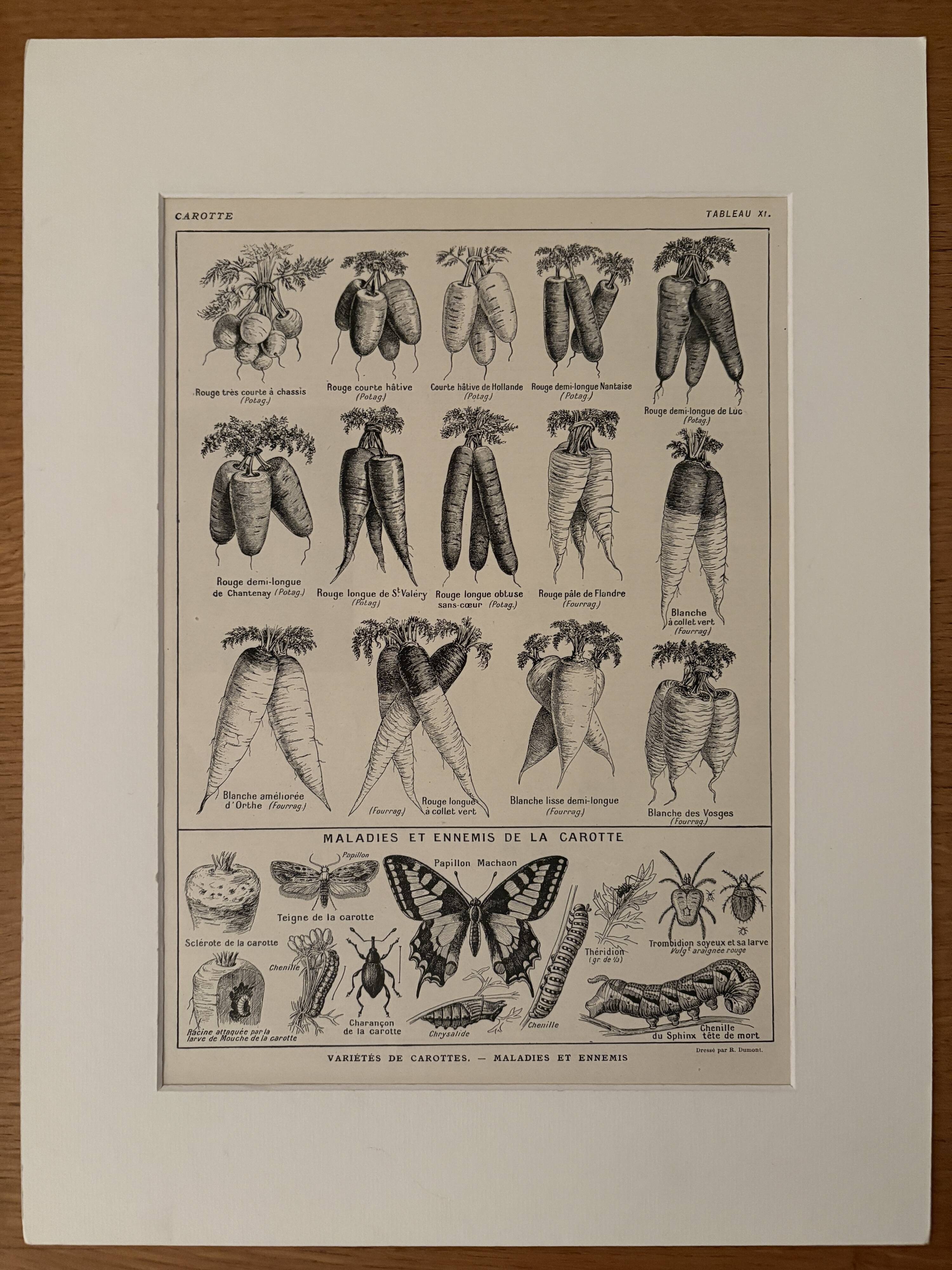 Lithograph on carrots - 1920