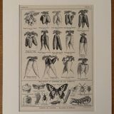 Lithograph on carrots - 1920