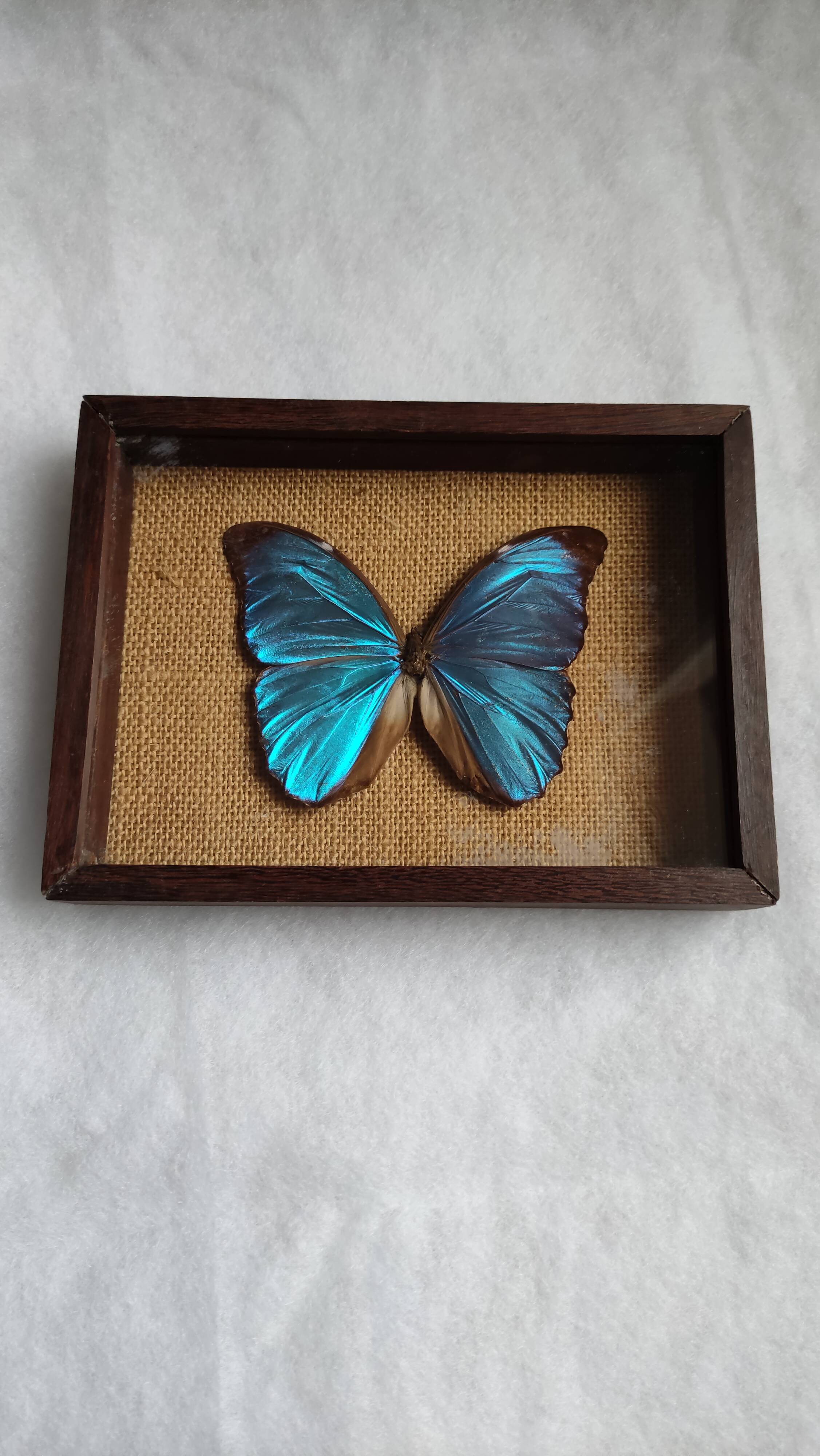 Cadre vintage d'un papillon morpho Ménélous