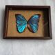 Cadre vintage d'un papillon morpho Ménélous