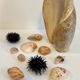 Collection de coquillages