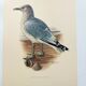 Vintage Bird Illustration 1960s - Common Gull - Natural Plate