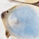 2 empty ceramic fish pockets