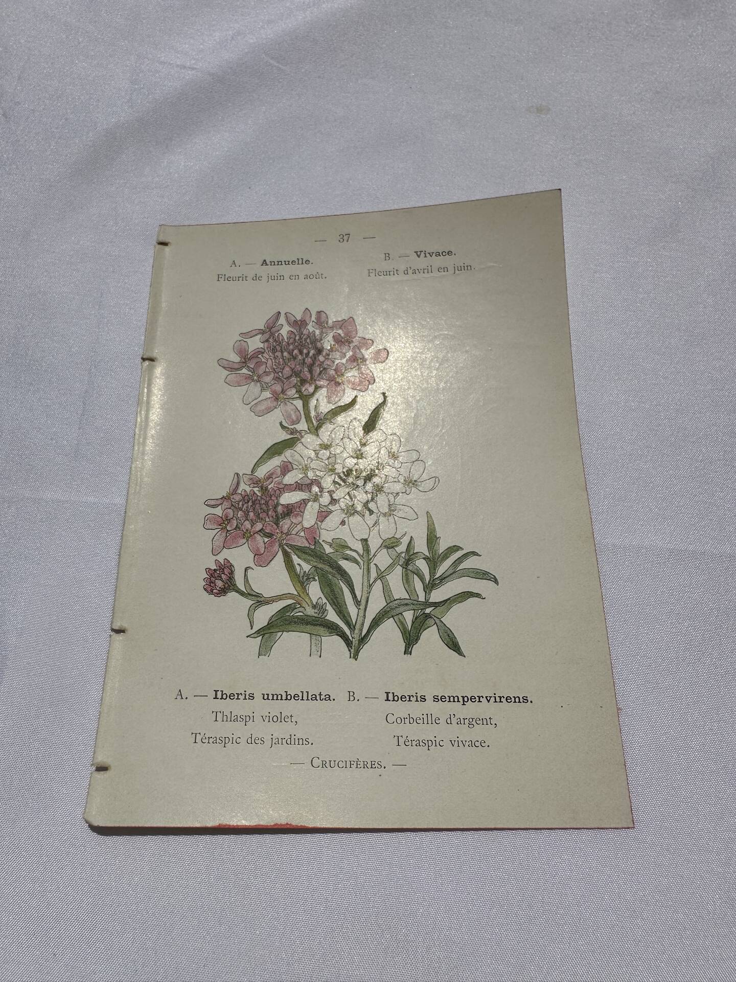 Gravure botanique originale  (1840-1880) double face  Superbe plan