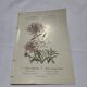 Gravure botanique originale  (1840-1880) double face  Superbe plan