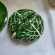 Mustard pot in cabbage slip
