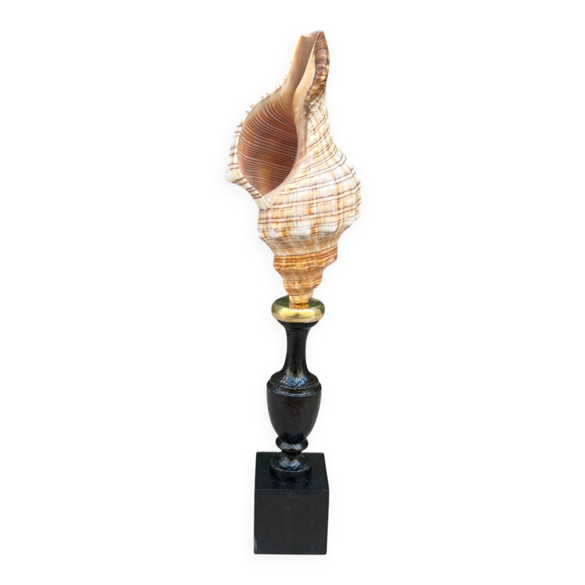 Sea snail shell Fasciolaria Trapezium on a turned wooden base
