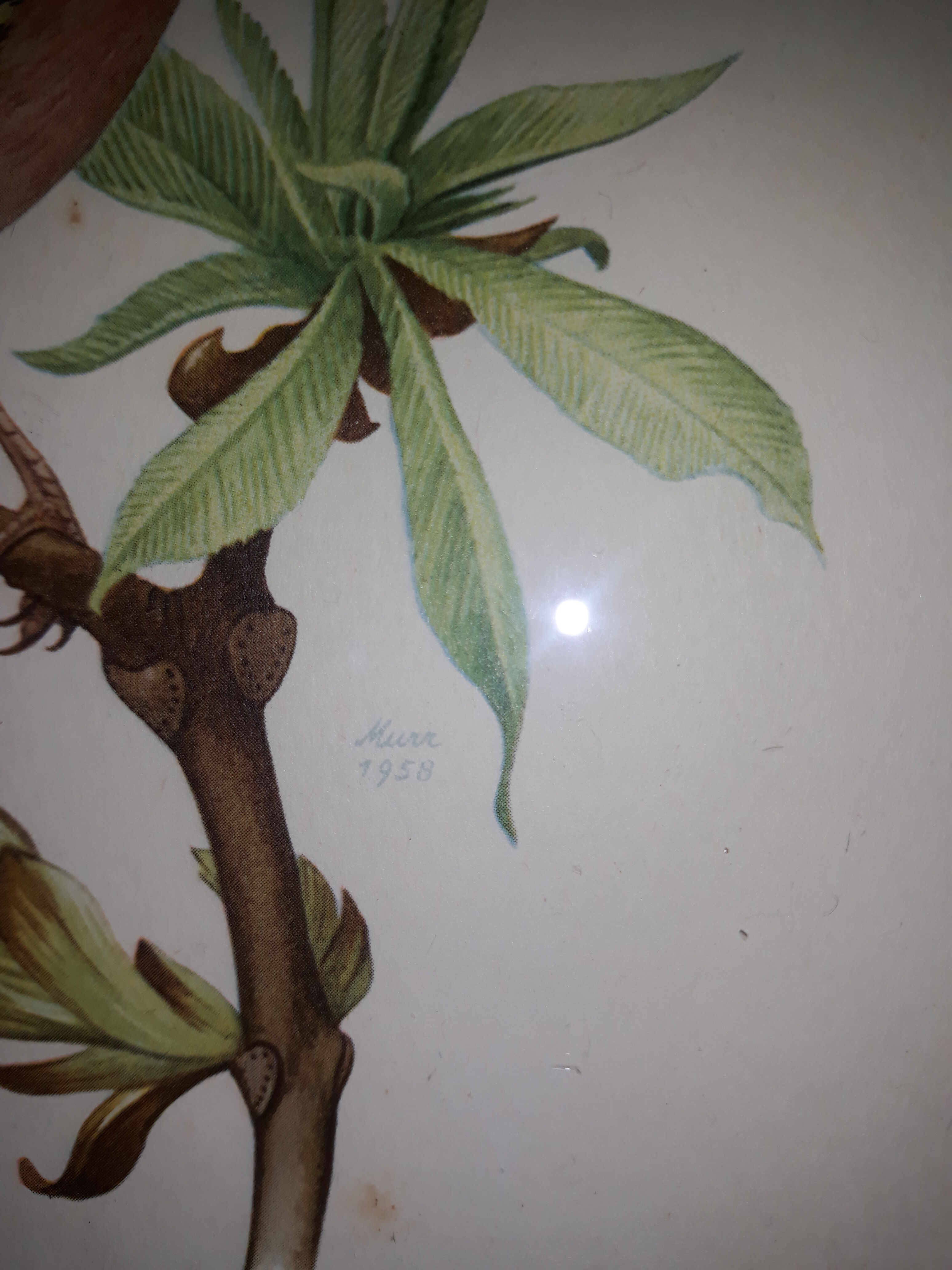 ancient bird brass frame lithograph