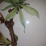 ancient bird brass frame lithograph