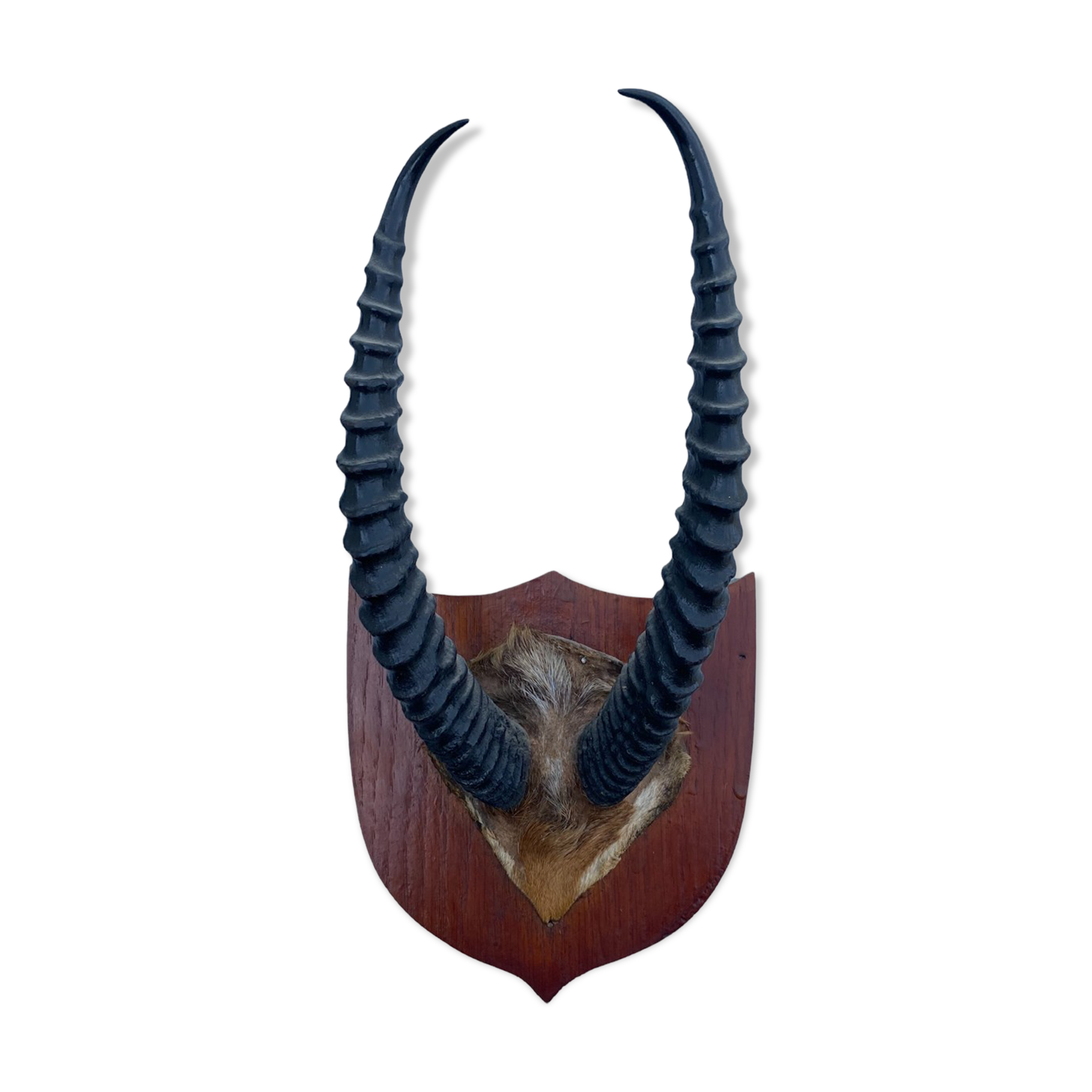 Antelope hunting trophy