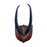 Antelope hunting trophy