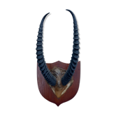 Trophée de chasse antilope