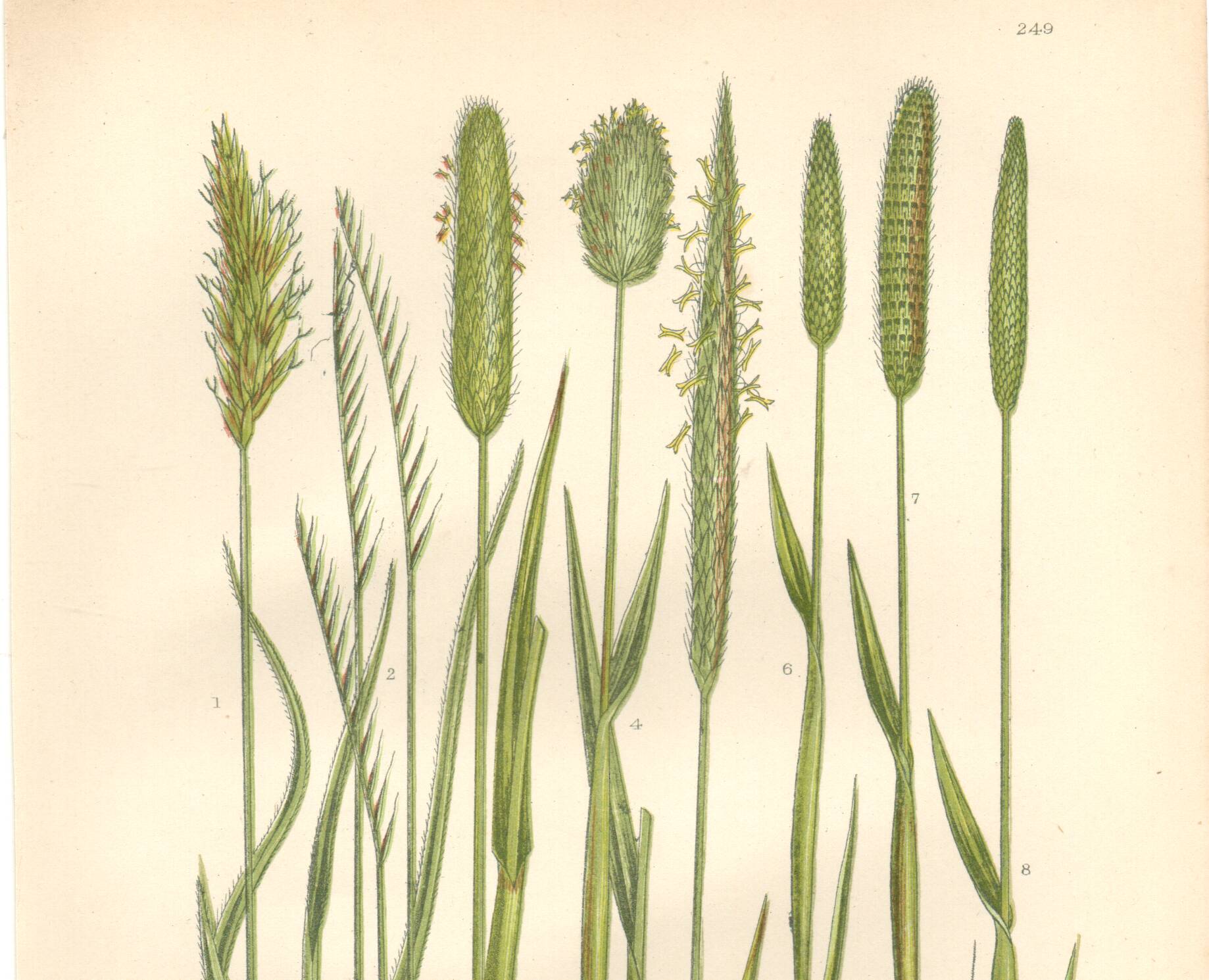 Gravure botanique ancienne de 1889 - Herbes douces par A. Pratt - naturelle