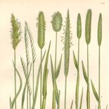 Gravure botanique ancienne de 1889 - Herbes douces par A. Pratt - naturelle