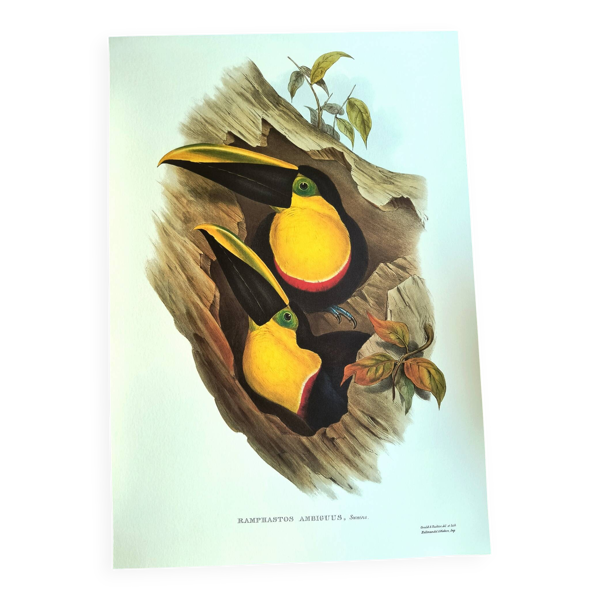 Illustration vintage - Toucan Ambigus par John Gould - planche oiseaux — Beyit