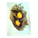 Vintage illustration - Toucan Ambigus by John Gould - bird plate