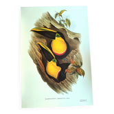 Vintage illustration - Toucan Ambigus by John Gould - bird plate