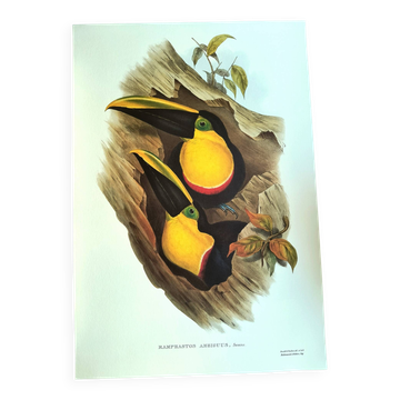 Vintage illustration - Toucan Ambigus by John Gould - bird plate