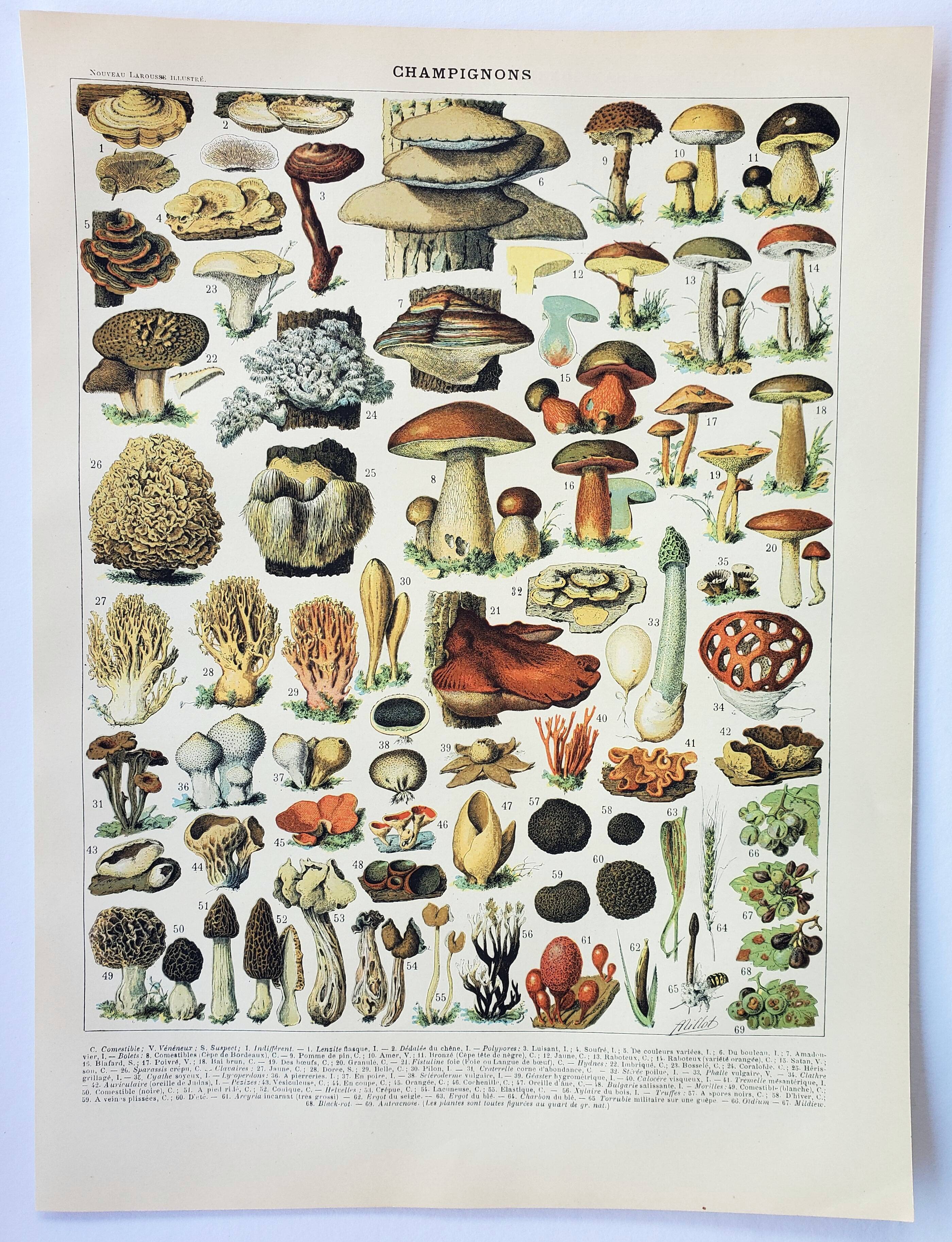 Old engraving 1898, Mushrooms 2, picking • Original and vintage lithograph