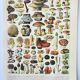 Old engraving 1898, Mushrooms 2, picking • Original and vintage lithograph