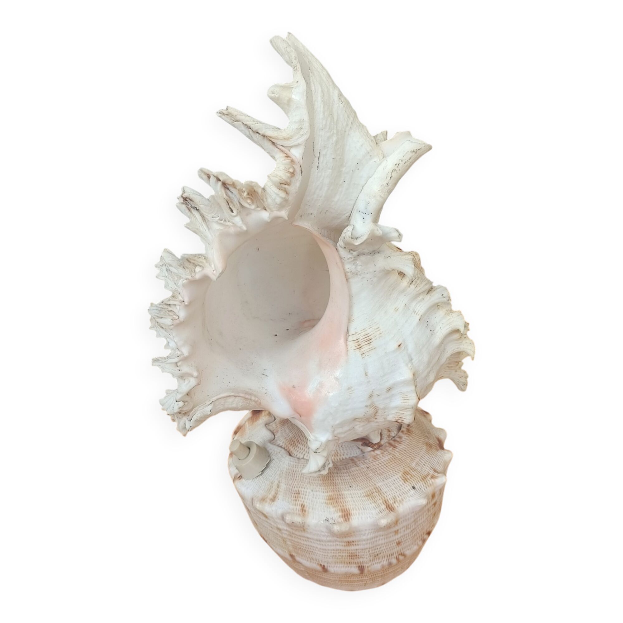 Shell lamp 60's