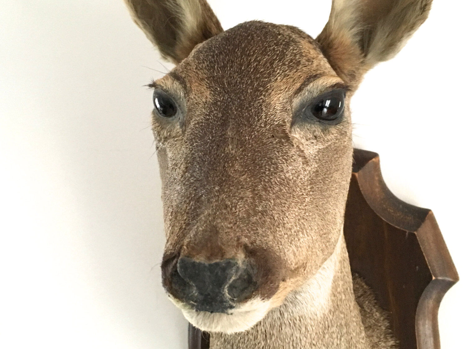 Tête de biche naturalisée