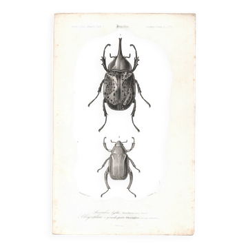 Antique engraving from 1849 - Beetle - vintage zoological insect plate