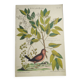 Planche ornithologie ancienne d'oiseau -Petit Tourterelle- Illustration zoologie Seligmann & Catesby