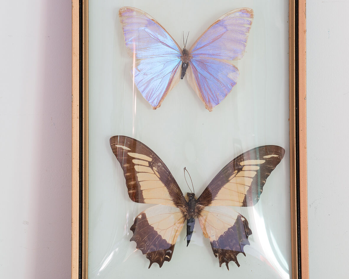 Papillons encadrés
