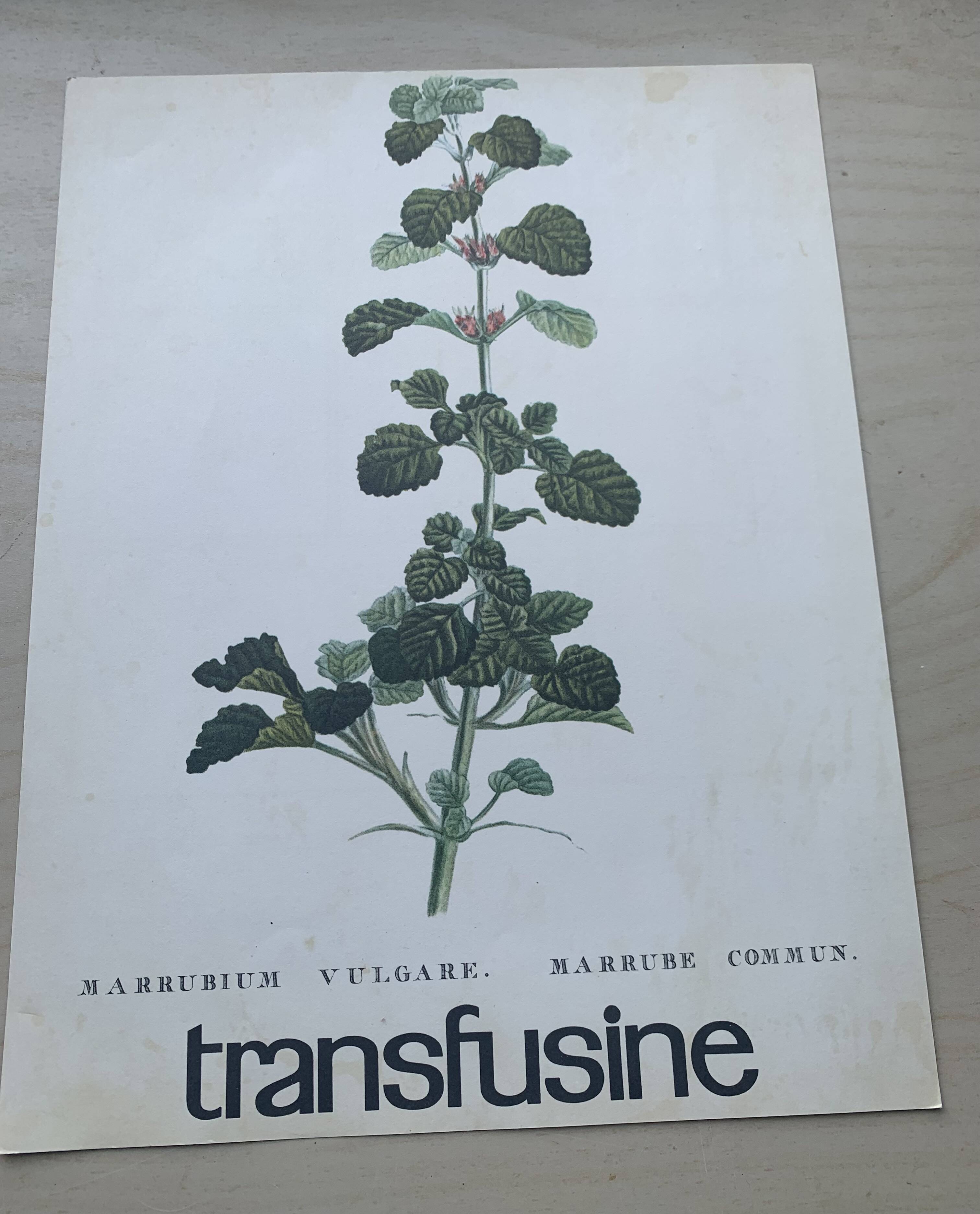 Set of two vintage medical herbarium posters advertising transfusion