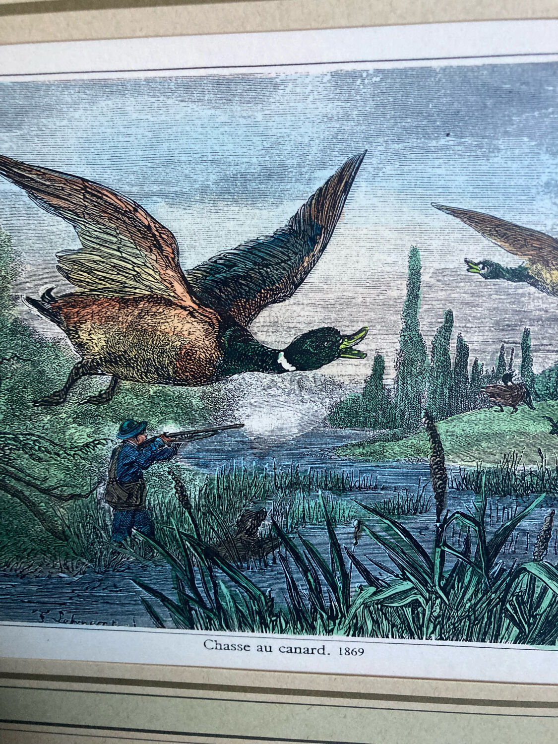 Duck hunting setting