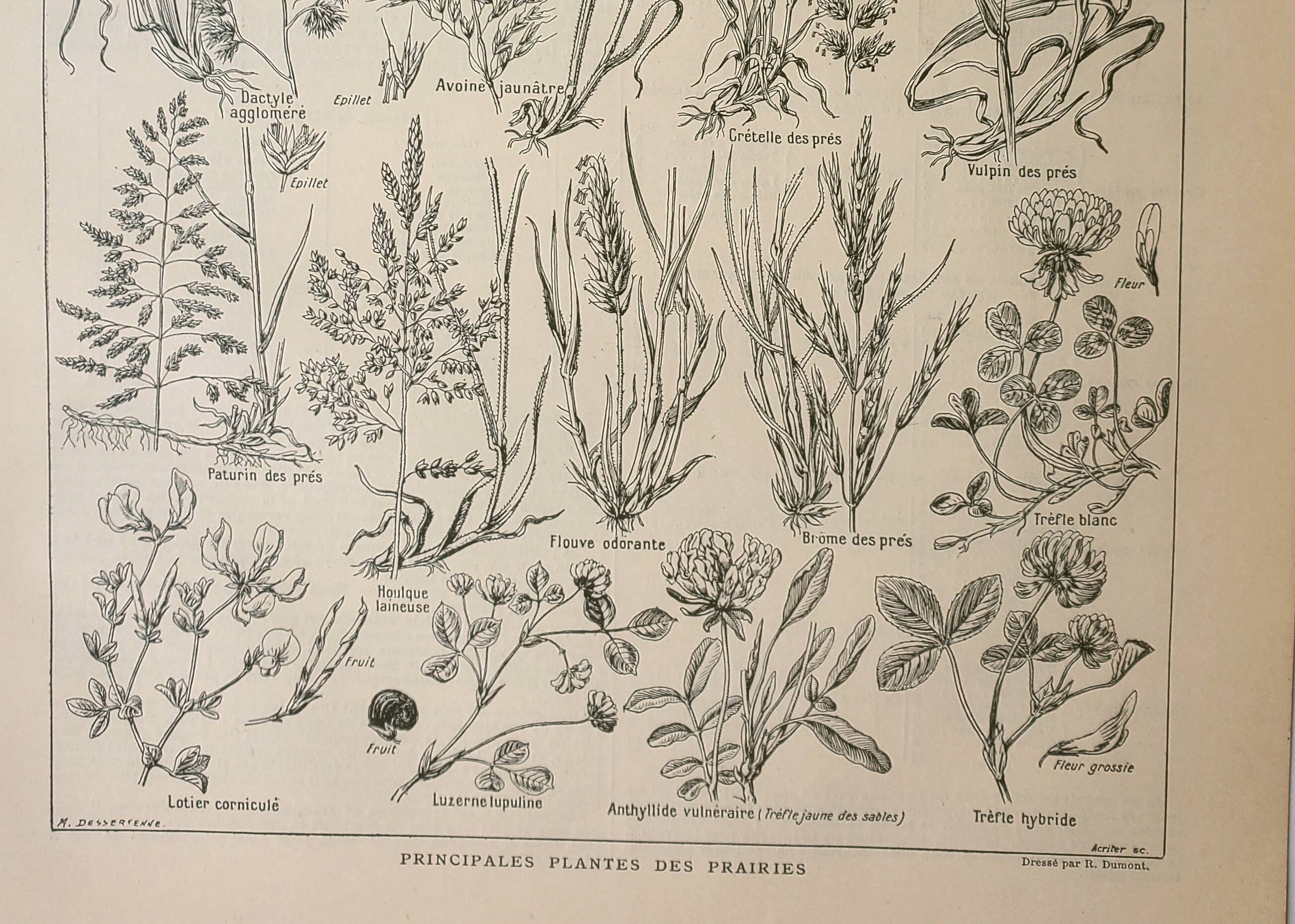 Gravure ancienne 1922, Flore de prairie, plante sauvage, fleur • Lithographie, illustration original