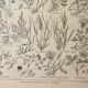 Gravure ancienne 1922, Flore de prairie, plante sauvage, fleur • Lithographie, illustration original
