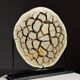 Septaria nodule on custom stand