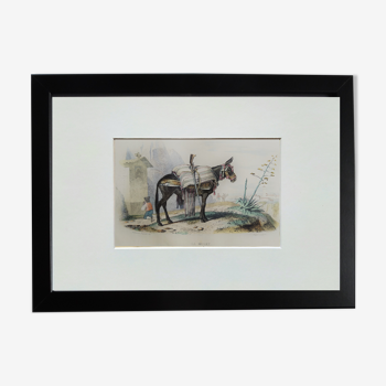 Planche zoologique originale " mulet " - buffon 1840