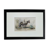 Original zoological illustration "mule" - Buffon 1840