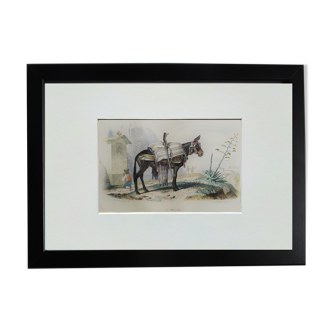 Planche zoologique originale " mulet " - buffon 1840