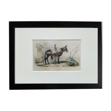 Original zoological illustration "mule" - Buffon 1840